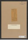 Rutilaria epsilon var. tenuis Grove et Sturt. (de-Toni-Nr.: Genus 170, Species 4291) Zeichnungen Sammlung Grunow Nr. 7861 (NHMW-BOT-W0377116)